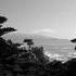 fam in SF - 17 mile drive - tree and coast.jpg